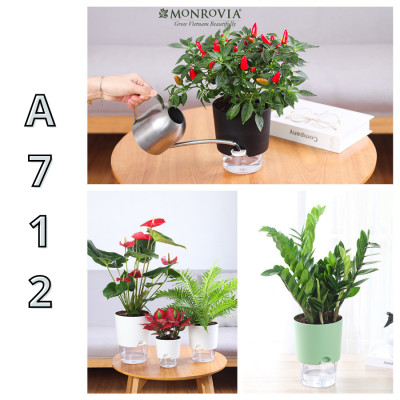Chậu tự tưới trong suốt A712 Monrovia cho cây cảnh, hoa, bonsai để bàn, decor, ban công