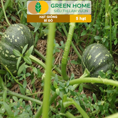 Hạt Giống Bí Đỏ Greenhome, Gói 5 Hạt, Dễ Trồng, Nảy Mầm Cao, Thu Hoạch Nhanh, Năng Suất Cao T03