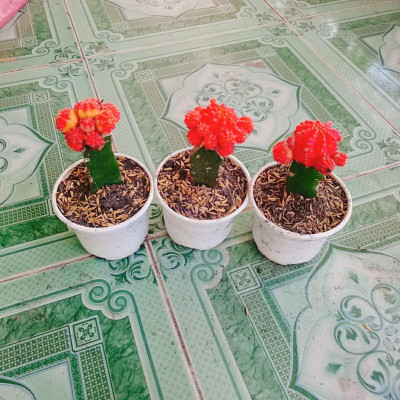 Xương Rồng Hồng Ngọc - cây cảnh để bàn