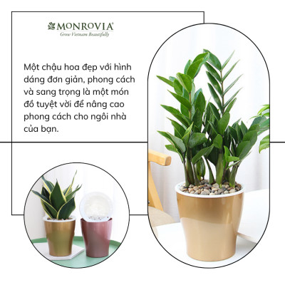 Chậu tự tưới để bàn W09 MONROVIA dành cho hoa, cây cảnh, decor, trang trí bàn làm việc, văn phòng