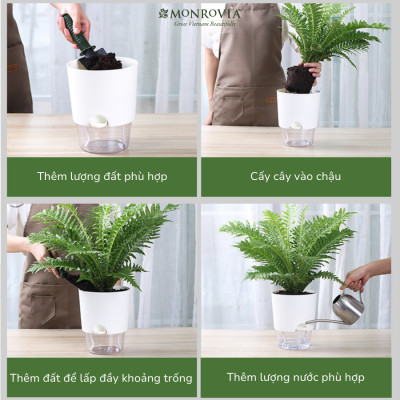 Chậu tự tưới trong suốt A712 Monrovia cho cây cảnh, hoa, bonsai để bàn, decor, ban công