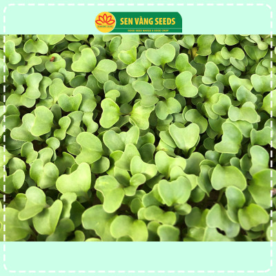 Hạt Giống Rau Mầm Cải Thìa - Hạt nhập khẩu New Zealand, nảy mầm >95%, dễ trồng, sinh trưởng khỏe - HẠT GIỐNG SEN VÀNG