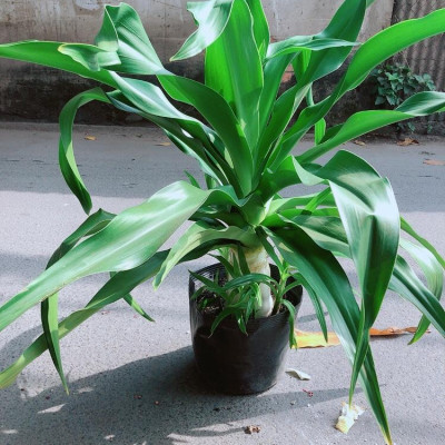 Cây Đại Tướng Quân Cao 1m