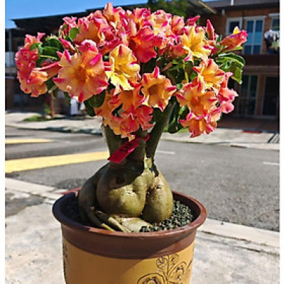 Hạt giống hoa sứ kép Thái Lan màu vàng cam cánh nhọn - Bịch 10 hạt - Mã số 1562