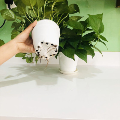 Chậu trồng cây trong nhà để bàn cao cấp Minigarden Basic Pot S, màu trắng nhập khẩu Châu Âu, Chất liệu nhựa PP chống UV, với cơ chế tự hút nước - thoát nước giúp cây sống tốt không cần chăm sóc