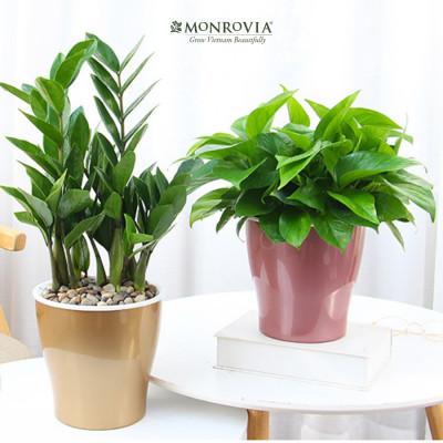 Chậu tự tưới để bàn W09 MONROVIA dành cho hoa, cây cảnh, decor, trang trí bàn làm việc, văn phòng