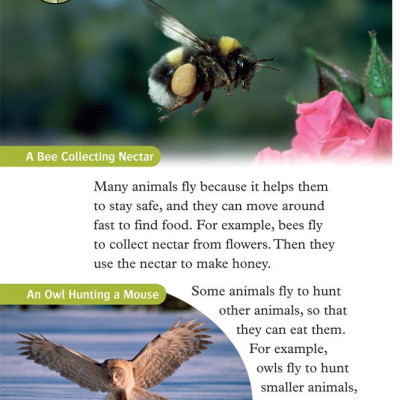 Oxford Read and Discover 3 Animals In the Air