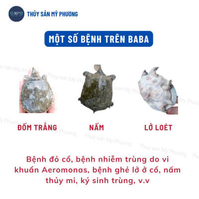 Ks mù lồi mắt vẹo đầu cổ gan thận mủ đốm đỏ Sultrim 24kl phù đầu sưng vòi xuất huyết sình bụng cho cá lươn ếch ốc baba