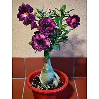 Hạt giống hoa sứ kép Thái Lan - Bịch 10 hạt – Mã số 1603