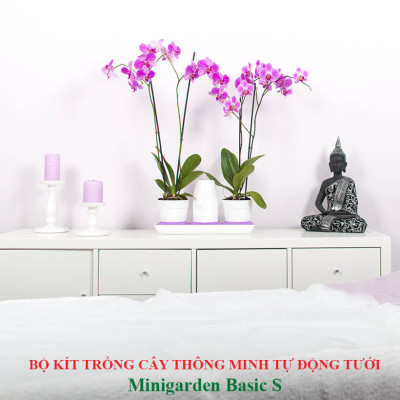 Vòng Phụ Kiện 5 Màu Color Ring Thay Thế Vòng Chậu Kit Trồng Cây Tự Dưỡng nhập khẩu Bồ Đào Nha Basic S và Basic UNO (màu trắng)