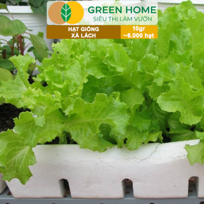 Hạt Giống Rau Xà Lách Vàng Greenhome, Gói 10g~6000 hạt, Dễ Trồng Quanh Năm, Nảy Mầm Cao, Thu Hoạch Nhanh, Năng Suất Cao R13