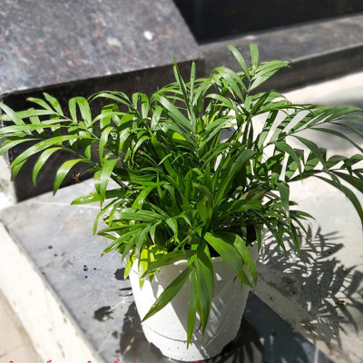 Chậu trồng cây trong nhà để bàn cao cấp Minigarden Basic Pot S, màu trắng nhập khẩu Châu Âu, Chất liệu nhựa PP chống UV, với cơ chế tự hút nước - thoát nước giúp cây sống tốt không cần chăm sóc