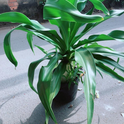 Cây Đại Tướng Quân Cao 1m