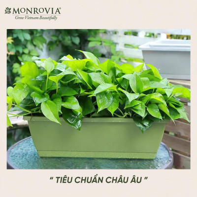 Chậu nhựa trồng cây chữ nhật, trang trí ban công Monrovia, chậu trồng rau, khay trồng rau, trồng hoa
