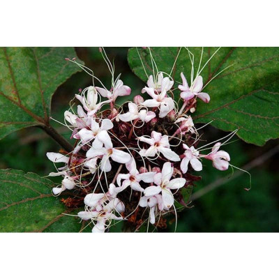 1kg cây hoa bạch đồng nữ( hoa mò trắng) khô sạch - hàng nhà làm, thu hái tự nhiên