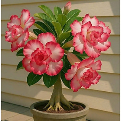 Hạt giống hoa sứ kép Thái Lan - Bịch 10 hạt – Mã số 2032