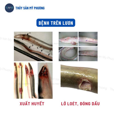 Ks mù lồi mắt vẹo đầu cổ gan thận mủ đốm đỏ Sultrim 24kl phù đầu sưng vòi xuất huyết sình bụng cho cá lươn ếch ốc baba