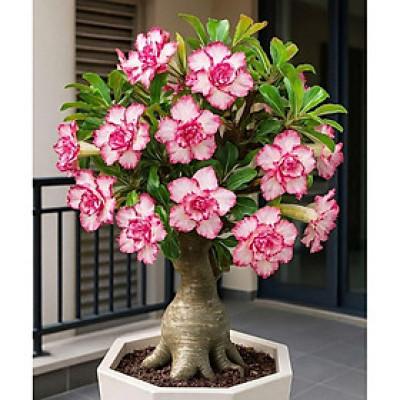 Hạt giống hoa sứ kép Thái Lan - Bịch 10 hạt – Mã số 2035