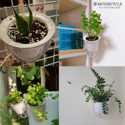 Chậu tự tưới treo tường K01 MONROVIA dành cho cây, hoa, decor không gian sống, văn phòng