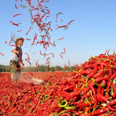Tương ớt Mường Khương 250ml, đặc sản Lào Cai, cay thơm tự nhiên, ko hóa chất 