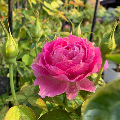 Chế phẩm sinh học    -  Chuyên cải tạo đất, thay thế phân hữu cơ, vô cơ, trị vàng lá thối rễ