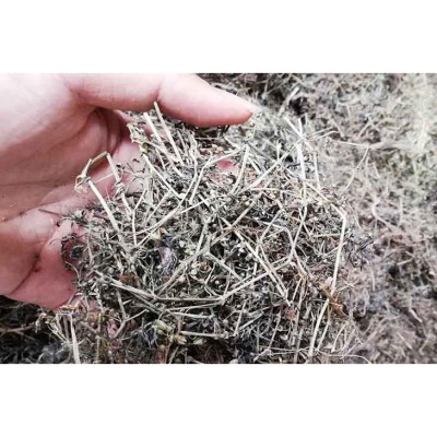 1kg cây hoa bạch đồng nữ( hoa mò trắng) khô sạch - hàng nhà làm, thu hái tự nhiên