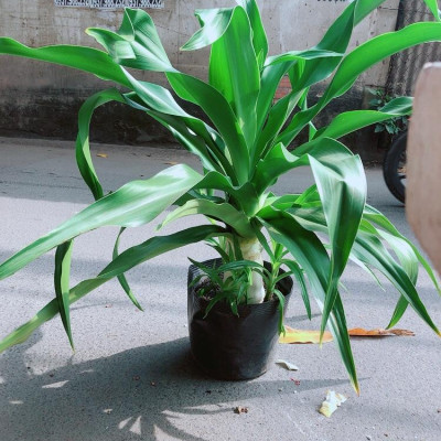 Cây Đại Tướng Quân Cao 1m