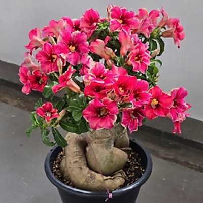 Hạt giống hoa sứ kép Thái Lan - Bịch 10 hạt – Mã số 2025