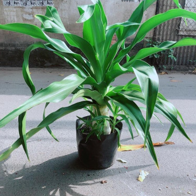 Cây Đại Tướng Quân Cao 1m