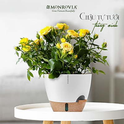 Chậu trồng cây tự tưới thông minh MONROVIA cho cây trong nhà hoặc ngoài trời, decor, văn phòng