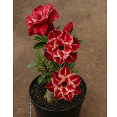 Hạt giống hoa sứ kép Thái Lan - Bịch 10 hạt – Mã số 2031