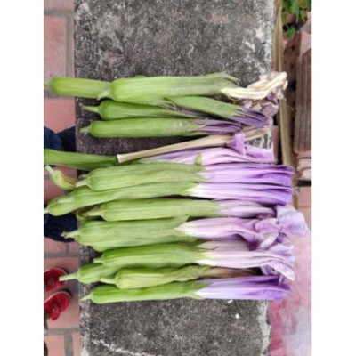 100g lá Cà độc dược khô có tác dụng tốt