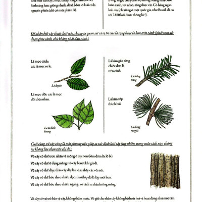 Bách Khoa Thư Cho Cả Nhà - Thế Giới Cây Cối Bằng Tranh