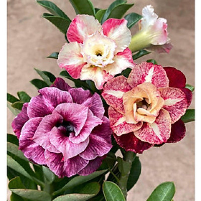 Hạt giống hoa sứ Thái Lan 3 màu tím, trắng, đỏ sẫm - Bịch 10 hạt - Mã số 1306