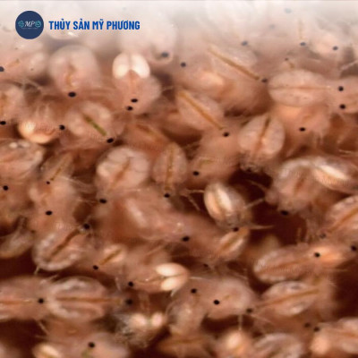 Bo bo trứng nước đông lạnh tạo phù du thức ăn tự nhiên không già San Super Benthos cho tôm thẻ cá lươn ếch ốc ba ba