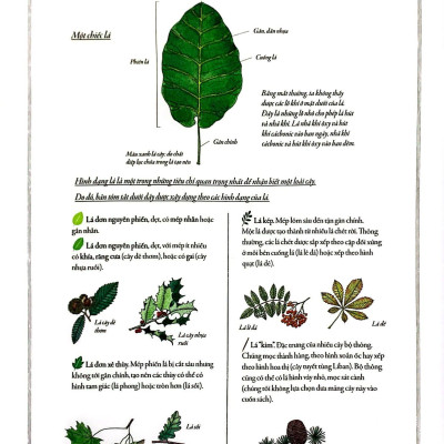 Bách Khoa Thư Cho Cả Nhà - Thế Giới Cây Cối Bằng Tranh