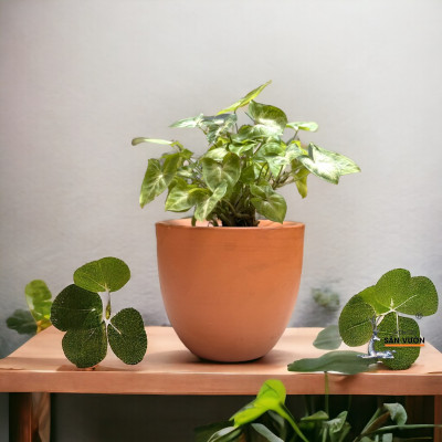 Chậu Gốm Đất Nung Hình Cối Rộng