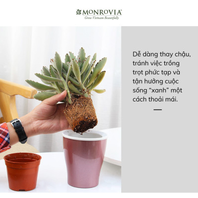 Chậu tự tưới để bàn W09 MONROVIA dành cho hoa, cây cảnh, decor, trang trí bàn làm việc, văn phòng