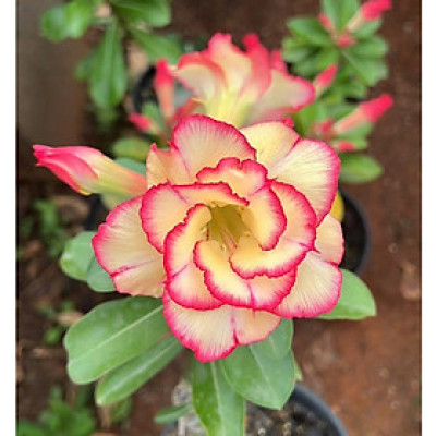 Hạt giống hoa sứ Thái Lan màu vàng nhạt viền hồng cánh sen - Bịch 10 hạt - Mã số 1556