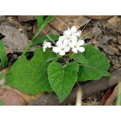 1kg cây hoa bạch đồng nữ( hoa mò trắng) khô sạch - hàng nhà làm, thu hái tự nhiên