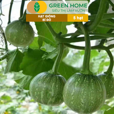Hạt Giống Bí Đỏ Greenhome, Gói 5 Hạt, Dễ Trồng, Nảy Mầm Cao, Thu Hoạch Nhanh, Năng Suất Cao T03