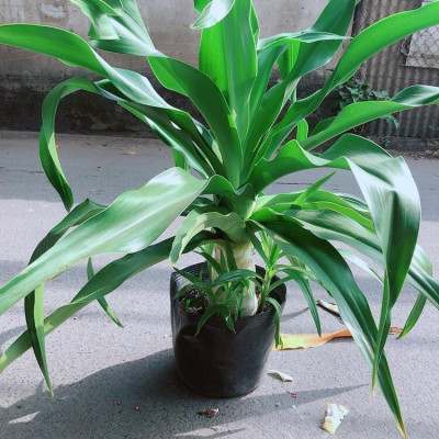 Cây Đại Tướng Quân Cao 1m