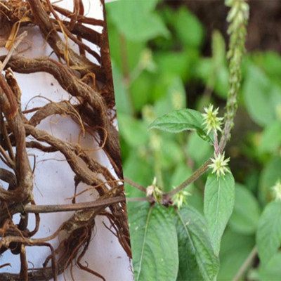 cây cỏ xước khô 1kg