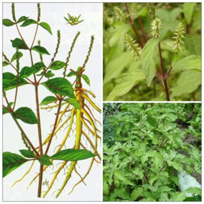 cây cỏ xước khô 1kg