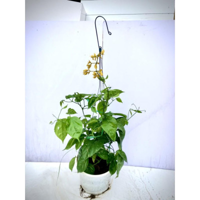 Cây hoa Lan Hoàng Dương siêu hoa - Cây chuỗi ngọc hoa vàng (Ảnh thật) cao 50cm