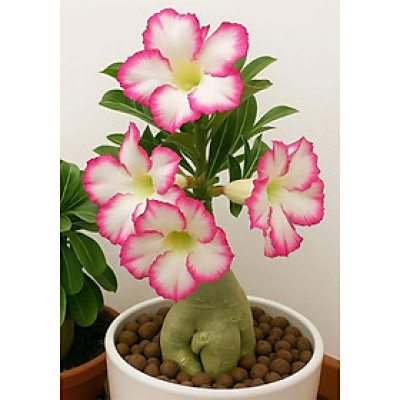 Hạt giống hoa sứ kép Thái Lan - Bịch 10 hạt – Mã số 2024