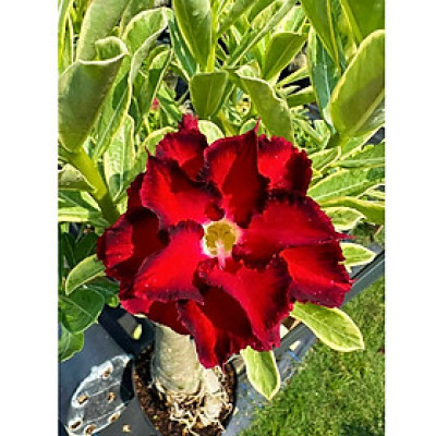 Hạt giống hoa sứ ghép hoa Thiên Vương cánh đỏ đen - Bịch 10 hạt – Mã số 2094 - 1
