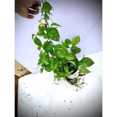 Cây hoa Lan Hoàng Dương siêu hoa - Cây chuỗi ngọc hoa vàng (Ảnh thật) cao 50cm