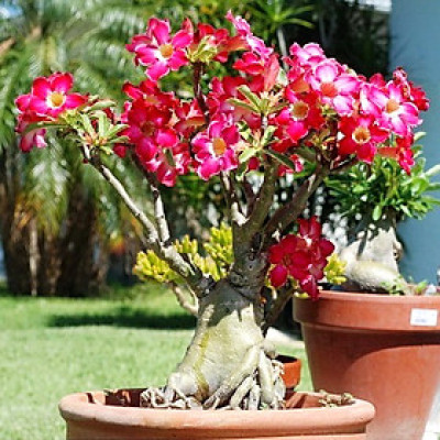 Hạt giống hoa sứ Thái Lan Bonsai cây lùn thân to mix màu hồng trắng - Bịch 10 hạt – Mã số 1115