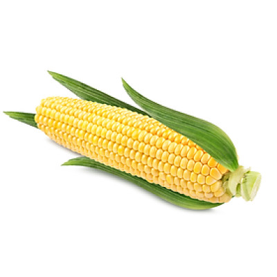 BẮP MỸ TRÁI VPP